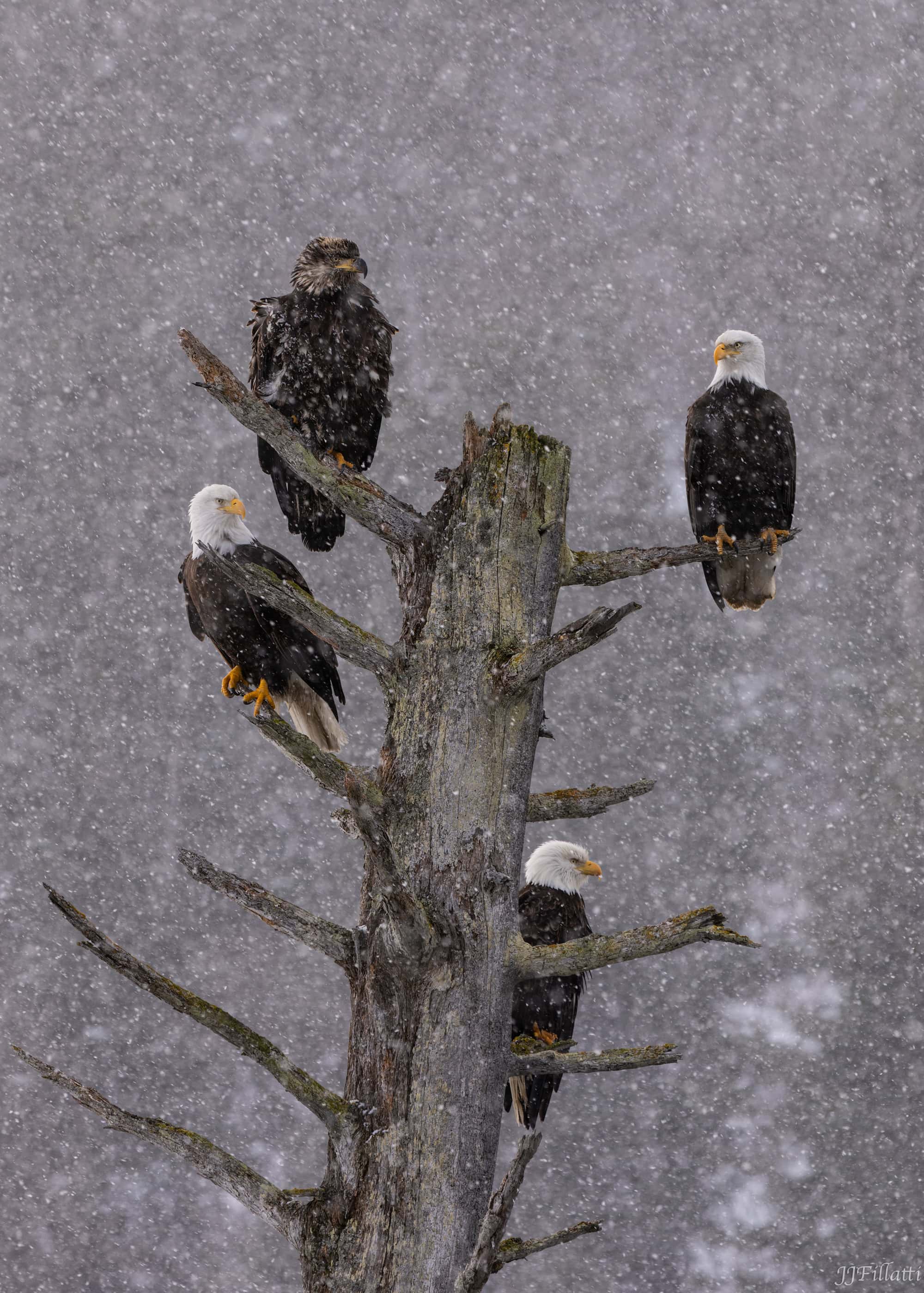 bird of homer alaska image 22